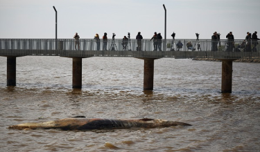 Seekor lagi paus Sei ditemui mati berhampiran muara Sungai Plata di Buenos Aires
