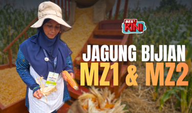 0509_JAGUNG BIJIAN