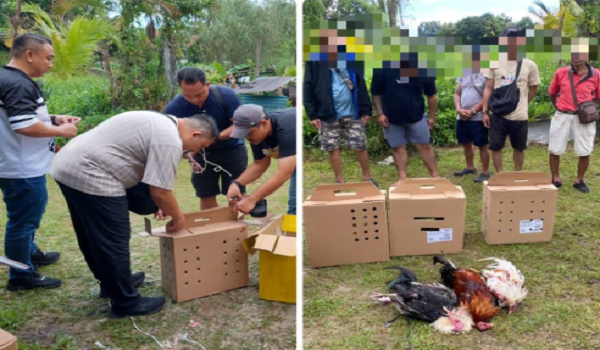 1702 SWK SABUNG AYAM