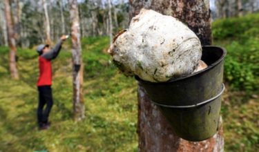 Pasaran getah dijangka tidak banyak berubah minggu depan dengan sedikit kenaikan minggu depan kerana musim daun getah luruh ketika ini / Foto Hiasan