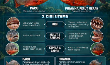 1709 KENALI PERBEZAAN PACU DAN PIRANHA_1