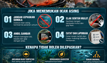 1709 KENALI PERBEZAAN PACU DAN PIRANHA_2