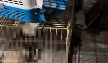 Siasatan mengambil kira rakaman video tular di media sosial / Foto tangkap layar video viral