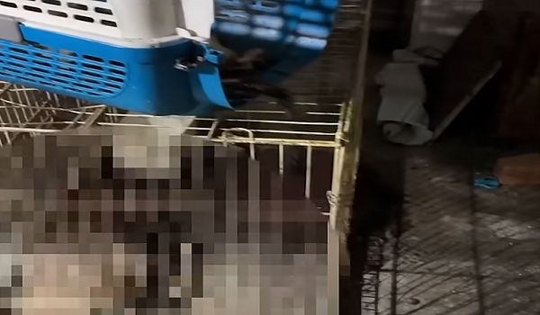 Siasatan mengambil kira rakaman video tular di media sosial / Foto tangkap layar video viral