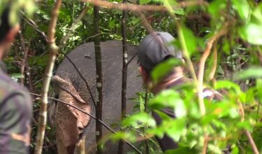 Gajah jantan sesat di laluan utama Bandar Cheneh Baru, Kemaman pagi tadi diselamatkan pihak Perhilitan dan akan dipindahkan ke lokasi lebih sesuai dalam masa terdekat.