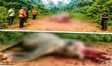 Bangkai gajah Borneo ditemukan dengan sebahagian kepala dipotong dan gadingnya hilang - Foto FB Jafry Ariffin