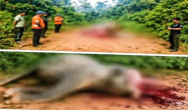 Bangkai gajah Borneo ditemukan dengan sebahagian kepala dipotong dan gadingnya hilang - Foto FB Jafry Ariffin