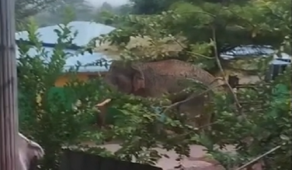 1905 KTN GAJAH MASUK KAMPUNG