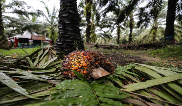 Foto Hiasan / Bernama