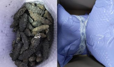 AKPS merampas 1 kotak mengandungi gamat kering diimport dari Korea/Foto AKPS