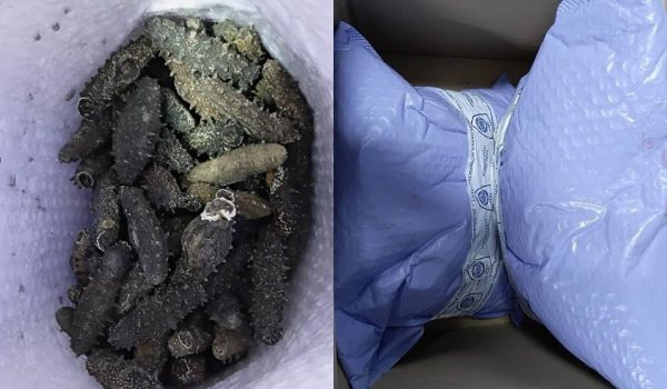 AKPS merampas 1 kotak mengandungi gamat kering diimport dari Korea/Foto AKPS