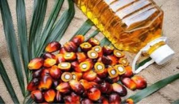 Prestasi pengeluaran CPO yang lebih baik, didorong harga pasaran yang kekal kukuh.