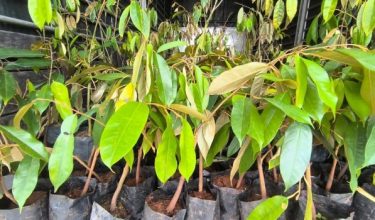 Antara pokok durian yang dirampas oleh PGA dalam operasi petang Khamis/Foto PGA