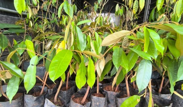 Antara pokok durian yang dirampas oleh PGA dalam operasi petang Khamis/Foto PGA