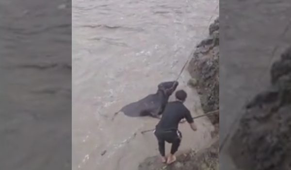 Pasukan penyelamat bersama penduduk tempatan menyelamatkan lembu terperangkap dalam sungai di Himachal Pradesh/ REUTERS