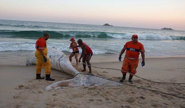 Petugas pantai cuba mengalihkan bangkai ikan paus bongkok (humpback whale) di Pantai Sao Conrado, Rio de Janeiro/ Foto REUTERS