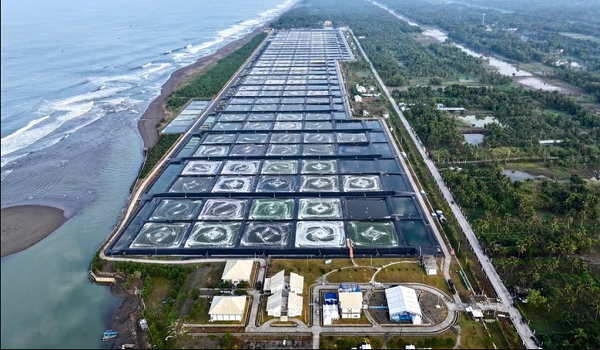 Pusat Ternakan Udang Kawasan (BUBK) di Kebumen, Jawa Tengah/Foto DETIK.COM