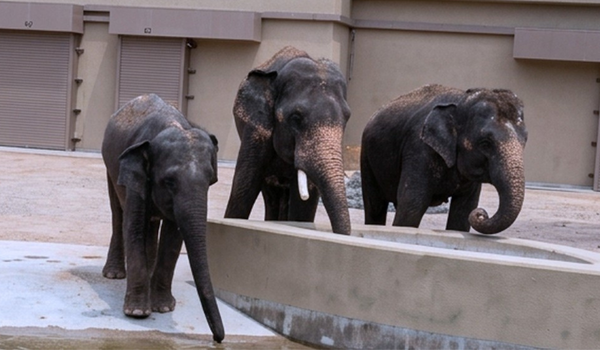 2306 KES ARTHUR SPRM GAJAH