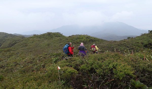 SUNGAI LEMBING, 20 Okt -- Kehijauan spesis dari pohon renek menghiasi perjalanan antara Gunung Tapis ke  Gunung 3 Beradik di Sungai Lembing, Pahang, pada catatan pengalaman jurufoto Bernama ke kawasan pendakian bau-baru ini.

--fotoBERNAMA (2023) HAKCIPTA TERPELIHARA