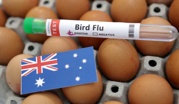 2308 LNR AUSTRALIA BIRDFLU CASE