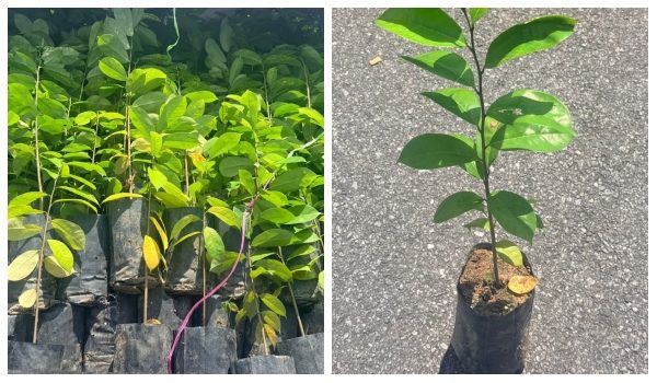 210 anak pokok durian belanda yang dirampas PGA selepas disyaki mempunyai serangga perosak/Foto PGA Briged Tenggara