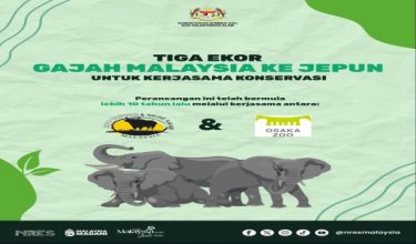 NRES telah menerima memorandum bawa pulang tiga ekor gajah dari zoo di Jepun/Foto  NRES