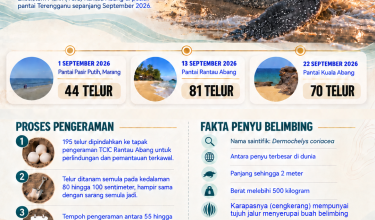 2409_TIGA PENDARATAN PENYU BELIMBING DI TERENGGANU 195 TELUR DIREKODKAN