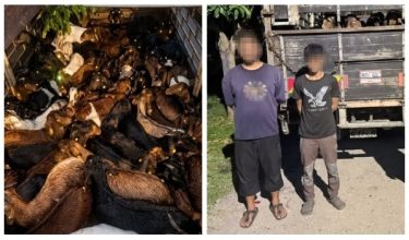 PGA menahan dua lelaki bersama 65 ekor kambing yang dipercayai diseludup dari Thailand/Foto PGA Briged Tenggara