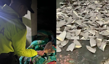 2410 LNR COLOMBIA SEIZED SHARK FIN