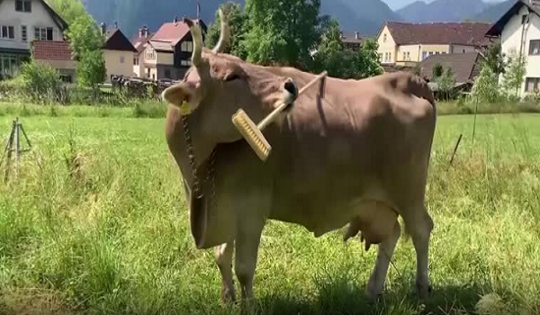 2501 LNR LEMBU KEJUTKAN DUNIA SAINS