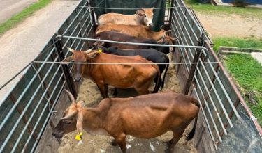 Enam ekor lembu pedaging seberat kira-kira 2,400 kilogram dirampas PGA dalam operasi di Pasir Mas, Kelantan/Foto Briged Tenggara
