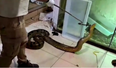 Pasukan Carabinieri menemukan spelbagai jenis spesies reptilia termasuk anaconda sepanjang lima meter, ular sawa serta seekor caiman yang disembunyikan di dalam bilik bawah tanah/ REUTERS