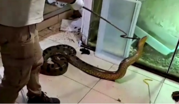 Pasukan Carabinieri menemukan spelbagai jenis spesies reptilia termasuk anaconda sepanjang lima meter, ular sawa serta seekor caiman yang disembunyikan di dalam bilik bawah tanah/ REUTERS