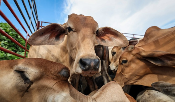 Antara lembu korban yang diserahkan kepada wakil penerima pada Majlis Agihan Perdana Lembu Korban MADANI Parlimen Permatang Pauh yang disampaikan oleh Perdana Menteri Datuk Seri Anwar Ibrahim/ BERNAMA
