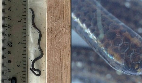 Spesies ular terkecil di dunia ular benang Barbados (Tetracheilostoma carlae) ditemui semula di Barbados/ AFP