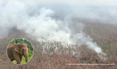 Lebih 40 hektar kawasan Taman Negara Way Kambas, Sumatera, Indonesia terbakar sejak 22 September lepas/ Viory