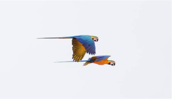 2701 LNR BURUNG MACAW BIRU KUNING (2)