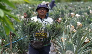 Pengusaha nanas, Rosdin Napiah atau Pak Din Nanas, menunjukkan hasil nanas di ladangnya di Sabak Bernam, Selangor./MARDI