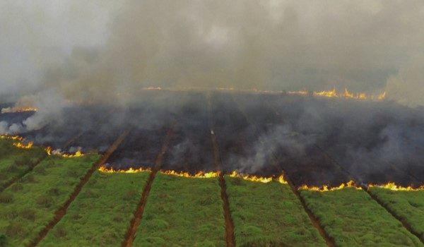 54 kebakaran hutan direkod di Sumatera Selatan sepanjang bulan ini. - Foto AFP