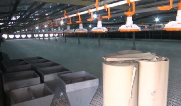 Kompleks Ternakan Ayam Pedaging (Sistem Tertutup) FELCRA, di Kampung Tanjung Seratus, Rompin