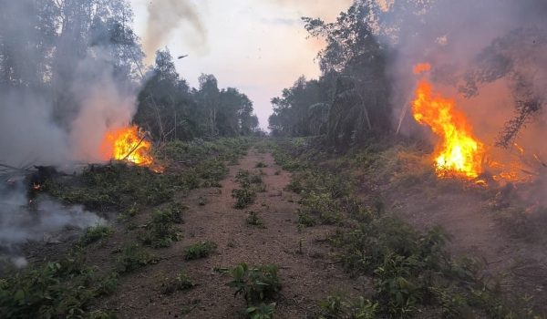 Kebakaran kebun sawit dan longgokan kayu di Tanjung Agas berjaya dipadam sepenuhnya selepas tiga hari operasi pemadaman/Foto Bomba