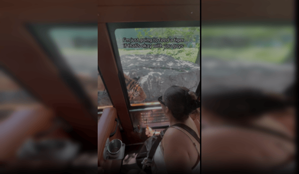 Ashell memilih pakej pengalaman premium yang membolehkan pelawat memberi makan haiwan eksotik secara langsung termasuk harimau.