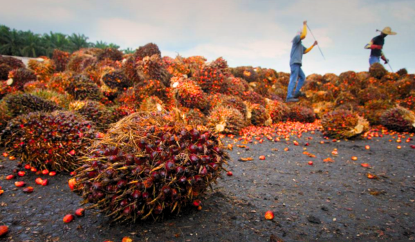 3105 BZ FUP ADLI BIODIESEL ESOK