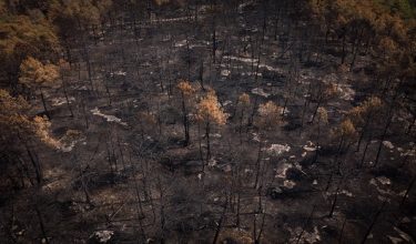 An aerial view shows a burned area following a wildfire in the Fontainebleau Forest, in Noisy-sur-École, in the Île-de-France region of Paris, on July 30, 2026. Against an autumnal backdrop, where the greyish hues of ash mingle with the orange tones of burnt leaves, the sound of chainsaws echoes: on the scorched patches of the Fontainebleau Forest, which was ravaged by a fire in mid-July, priority is being given to securing the area and felling trees that are destined to fall. (Photo by Simon WOHLFAHRT / AFP)