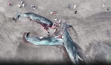 Visual daripada dron yang menunjukkan penemuan paus di Wilayah Chiba, Jepun / Foto REUTERS