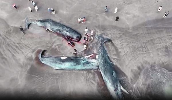 Visual daripada dron yang menunjukkan penemuan paus di Wilayah Chiba, Jepun / Foto REUTERS