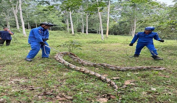 Ular sawa lebih lima meter panjang dan 89 kilogram berat ditangkap APM.