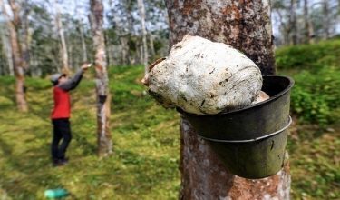 KUALA PILAH, 15 Okt -- Getah sekerap yang belum dikutip penoreh getah di ladang getah Kampung Tangkoh Sekota, Johol.

Kerajaan bersetuju menaikkan paras harga pengaktifan Insentif Pengeluaran Getah (IPG) kepada RM3 sekilogram dengan peruntukan RM400 juta dalam pembentangan Belanjawan 2024 Malaysia Madani oleh Perdana Menteri Datuk Seri Anwar Ibrahim, di Dewan Rakyat, Jumaat lepas.
 
--fotoBERNAMA (2023) HAK CIPTA TERPELIHARA