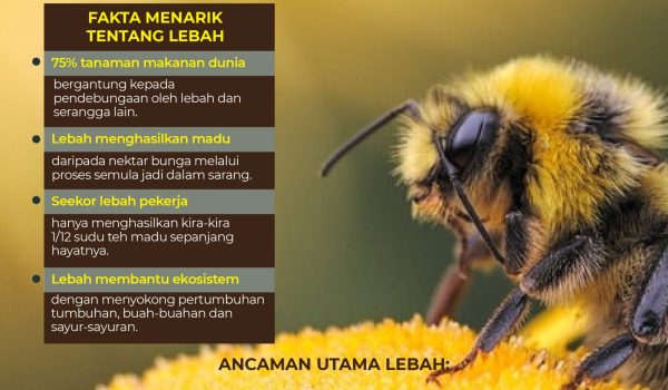 HARI LEBAH 2026 01