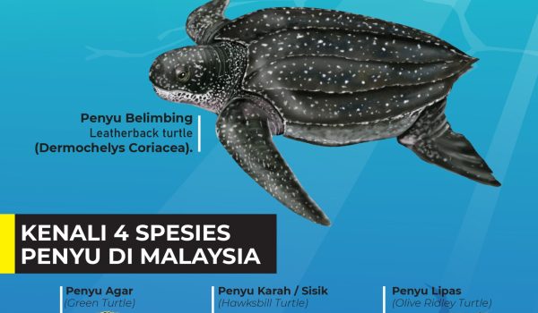 HARI PENYU 2026 01